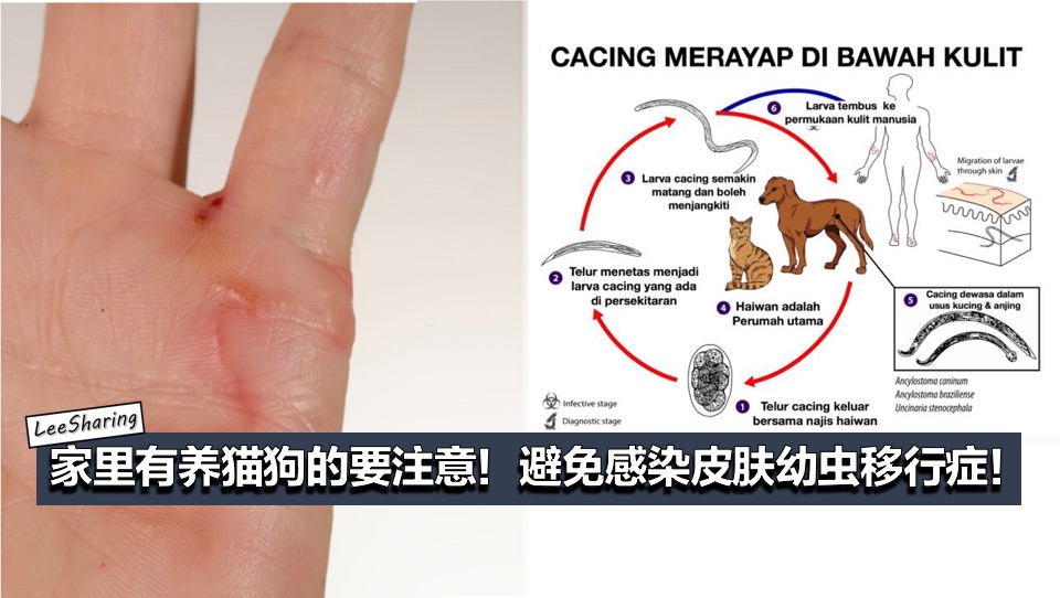 家里有养猫狗的要注意 一定要定时驱虫 避免感染皮肤幼虫移行症 Leesharing