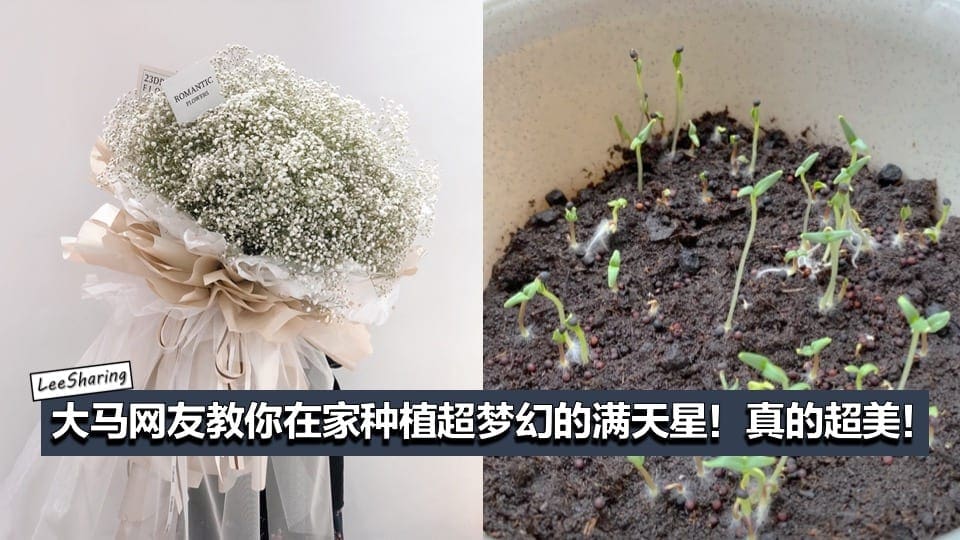 超梦幻的 满天星 也能自己在家种 大马网友分享种植满天星方法 Leesharing